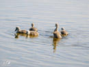 Swan Chicks - Pisklęta Łabędzia